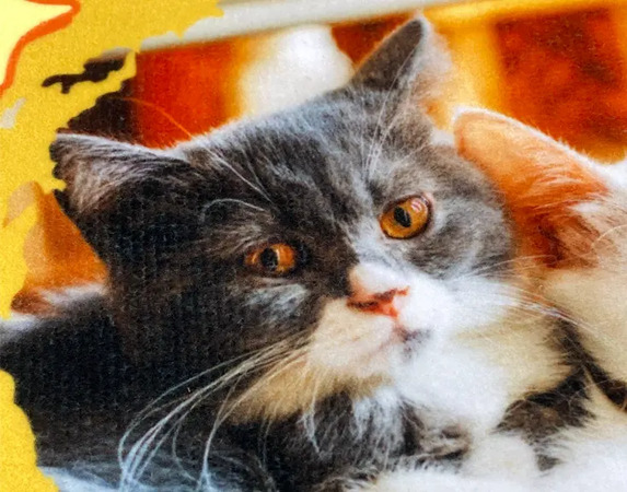 ϥɥ